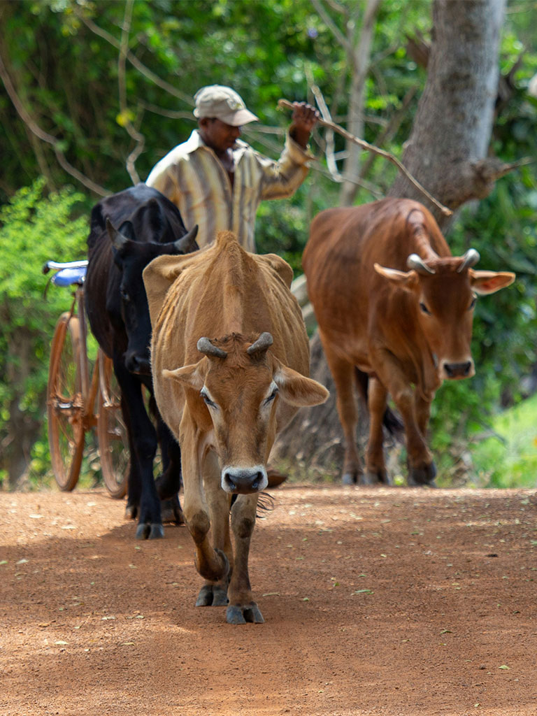 Rural Life