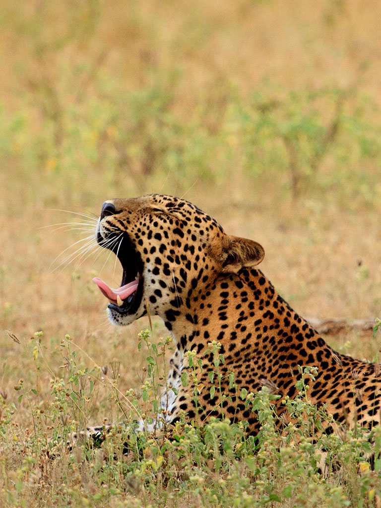 Wildlife