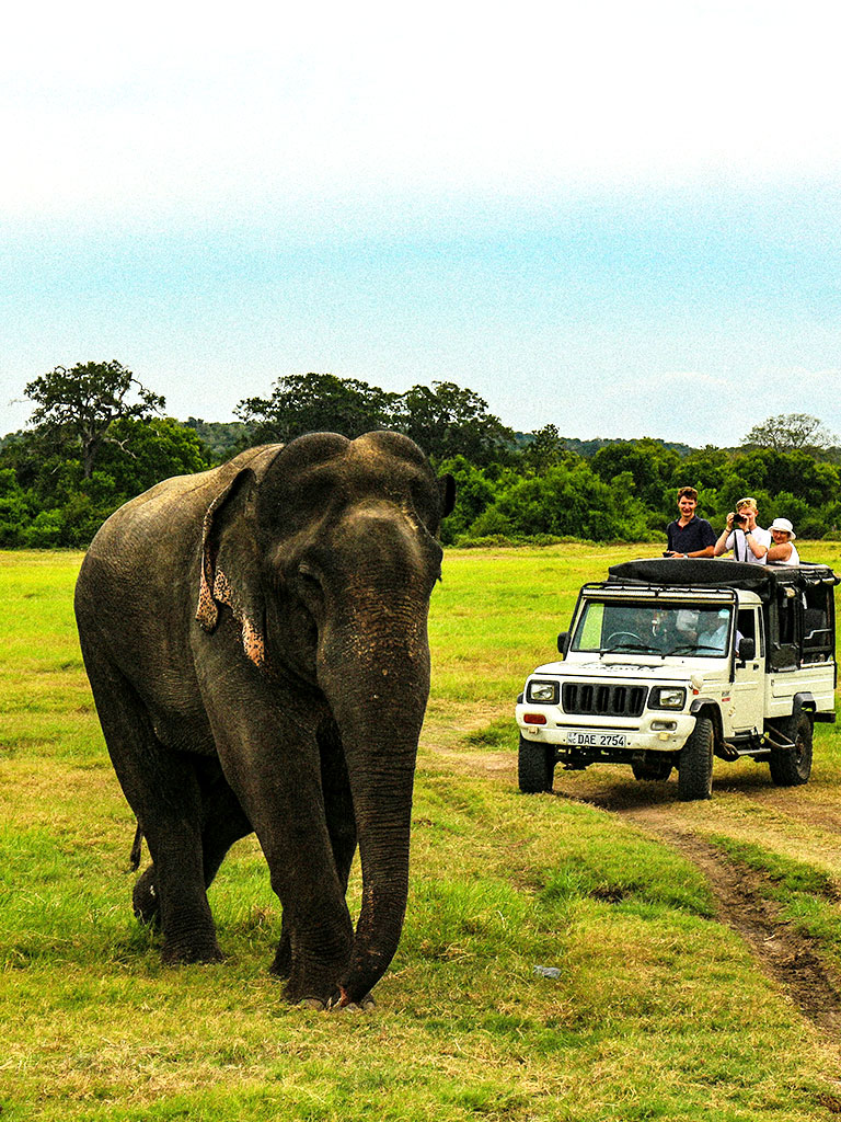 Wildlife