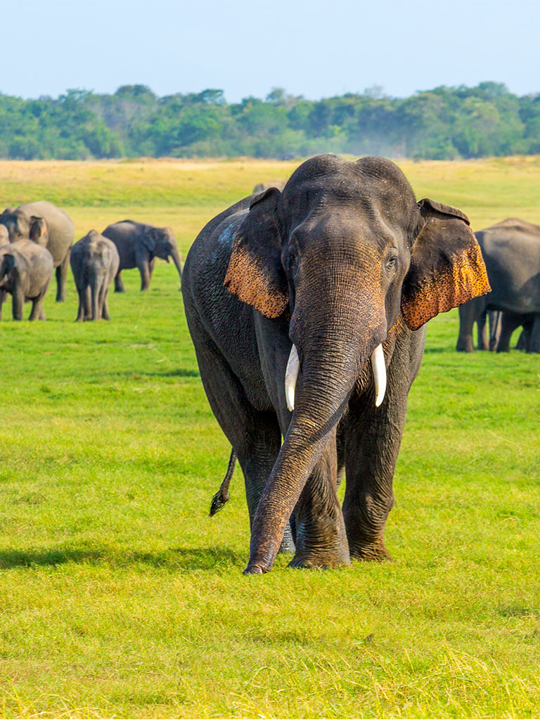 Wildlife